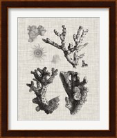 Coral Specimen I Fine Art Print