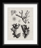 Coral Specimen I Fine Art Print