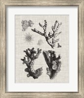 Coral Specimen I Fine Art Print