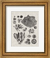Coral Specimen II Fine Art Print