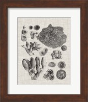 Coral Specimen II Fine Art Print