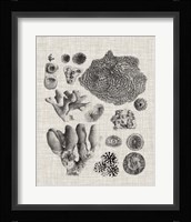 Coral Specimen II Fine Art Print