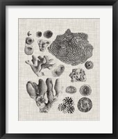 Coral Specimen II Fine Art Print