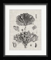 Coral Specimen III Fine Art Print