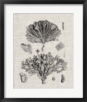 Coral Specimen III Fine Art Print