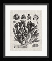 Coral Specimen IV Fine Art Print