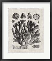 Coral Specimen IV Fine Art Print