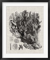 Coral Specimen V Fine Art Print