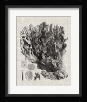 Coral Specimen V Fine Art Print