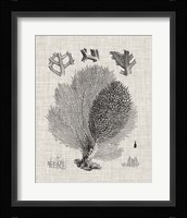 Coral Specimen VI Fine Art Print