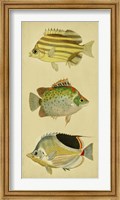 Trio of Tropical Fish I Fine Art Print