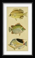 Trio of Tropical Fish I Fine Art Print