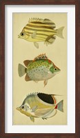 Trio of Tropical Fish I Fine Art Print