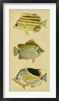 Trio of Tropical Fish I Framed Print