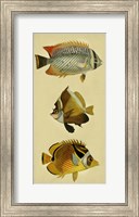 Trio of Tropical Fish II Fine Art Print