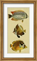 Trio of Tropical Fish II Fine Art Print