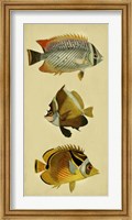 Trio of Tropical Fish II Fine Art Print