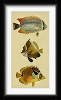 Trio of Tropical Fish II Fine Art Print