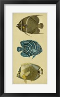 Trio of Tropical Fish III Fine Art Print