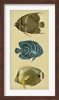 Trio of Tropical Fish III Fine Art Print