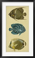 Trio of Tropical Fish III Fine Art Print