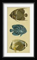 Trio of Tropical Fish III Fine Art Print