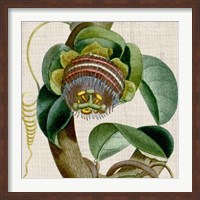 Cropped Turpin Tropicals IV Fine Art Print