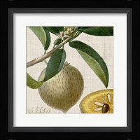 Cropped Turpin Tropicals V Fine Art Print