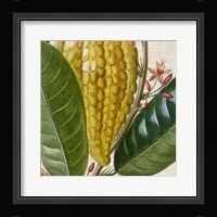 Cropped Turpin Tropicals VI Fine Art Print