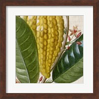 Cropped Turpin Tropicals VI Fine Art Print