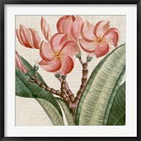 Cropped Turpin Tropicals VII Fine Art Print