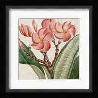 Cropped Turpin Tropicals VII Fine Art Print