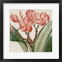 Cropped Turpin Tropicals VII Framed Print