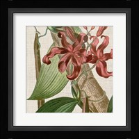 Cropped Turpin Tropicals IX Fine Art Print