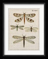 Dragonfly Study I Fine Art Print