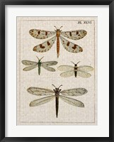 Dragonfly Study I Framed Print
