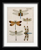 Dragonfly Study II Fine Art Print