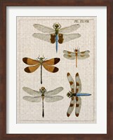 Dragonfly Study II Fine Art Print