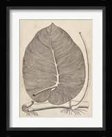 Distinctive Leaves II Fine Art Print
