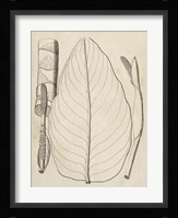 Distinctive Leaves III Fine Art Print