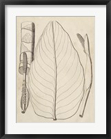 Distinctive Leaves III Framed Print