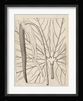 Distinctive Leaves IV Fine Art Print