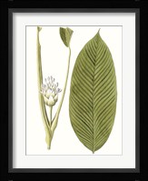 Leaves of the Tropics II Fine Art Print