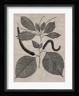 Eloquent Leaves II Fine Art Print