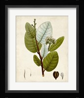 Verdant Foliage I Framed Print