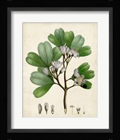 Verdant Foliage III Framed Print