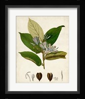 Verdant Foliage IV Framed Print