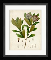 Verdant Foliage V Framed Print