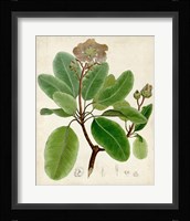 Verdant Foliage VI Framed Print