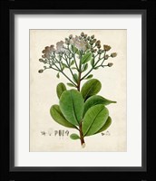 Verdant Foliage VIII Framed Print